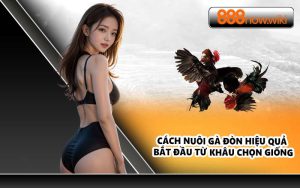 Cách nuôi gà đòn hiệu quả bắt đầu từ khâu chọn giống