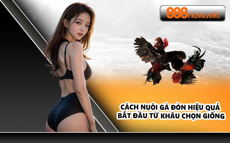 Cách nuôi gà đòn hiệu quả bắt đầu từ khâu chọn giống