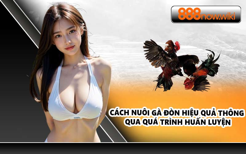 Cách nuôi gà đòn hiệu quả thông qua quá trình huấn luyện